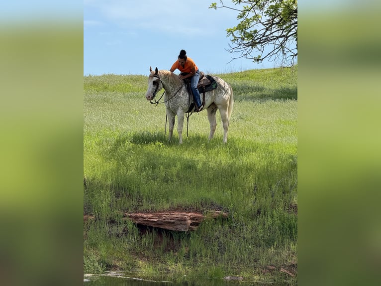 American Quarter Horse Wallach 4 Jahre 155 cm in Crescent, OK