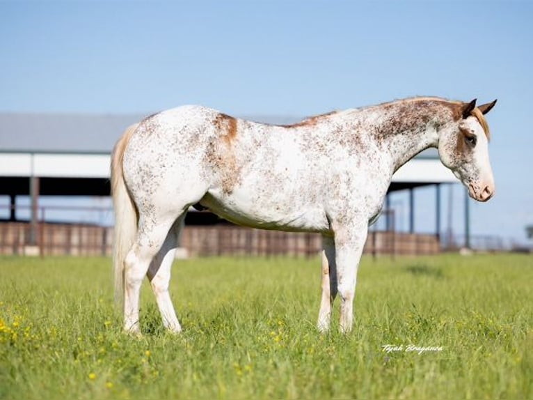 American Quarter Horse Wallach 4 Jahre 155 cm in Crescent, OK
