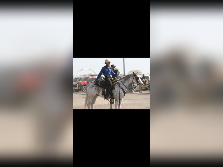 American Quarter Horse Wallach 4 Jahre 155 cm in Crescent, OK