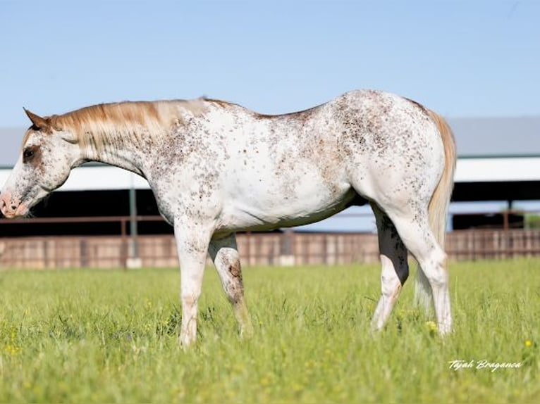 American Quarter Horse Wallach 4 Jahre 155 cm in Crescent, OK