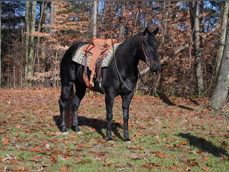 American Quarter Horse Wallach 4 Jahre 155 cm Rappe in Batesville