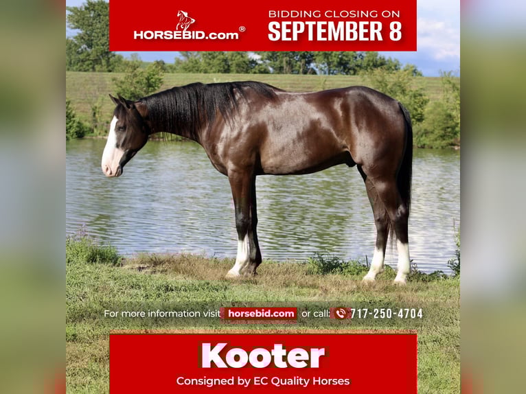 American Quarter Horse Wallach 4 Jahre 155 cm Rappe in Beaver Springs, PA