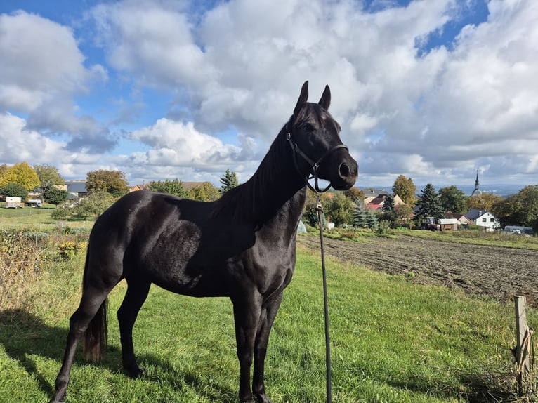 American Quarter Horse Wallach 4 Jahre 155 cm Rappe in Müglitztal