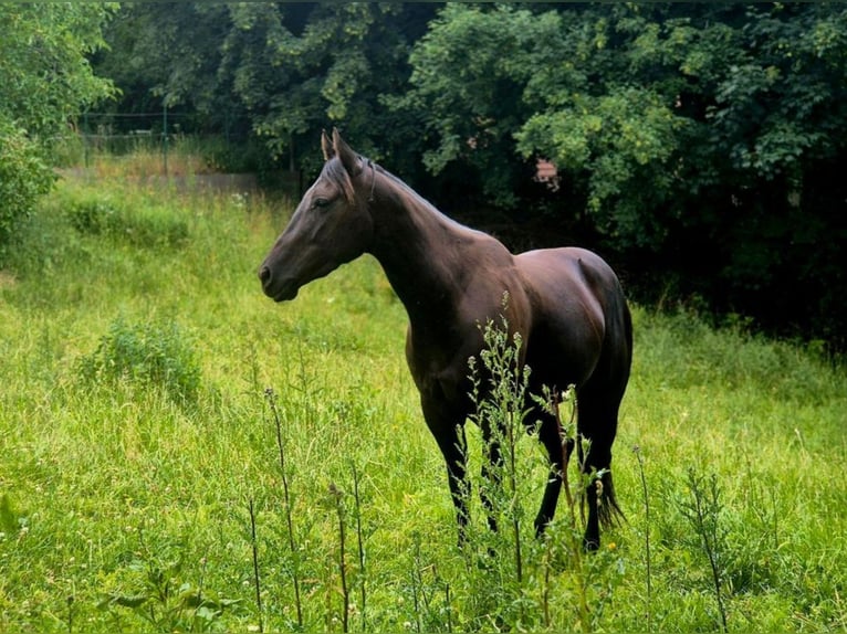 American Quarter Horse Wallach 4 Jahre 155 cm Rappe in Müglitztal