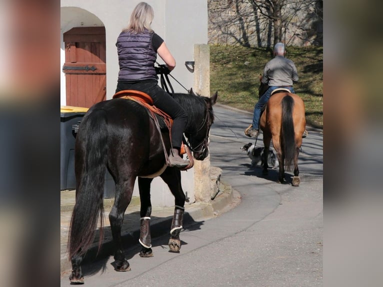 American Quarter Horse Wallach 4 Jahre 155 cm Rappe in Müglitztal