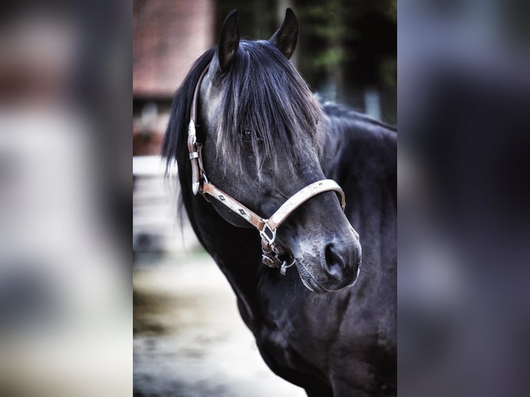 American Quarter Horse Wallach 4 Jahre 155 cm Rappe in Müglitztal