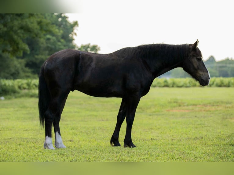 American Quarter Horse Wallach 4 Jahre 155 cm Rappe in Wendell, NC