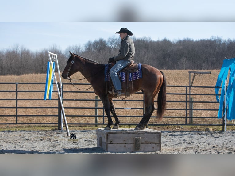 American Quarter Horse Wallach 4 Jahre 155 cm Roan-Bay in Fredericksburg