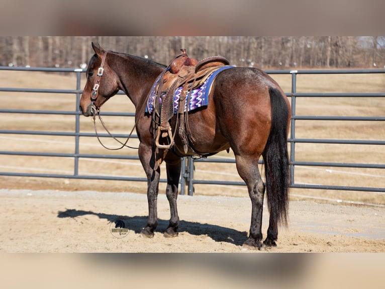 American Quarter Horse Wallach 4 Jahre 155 cm Roan-Bay in Fredericksburg