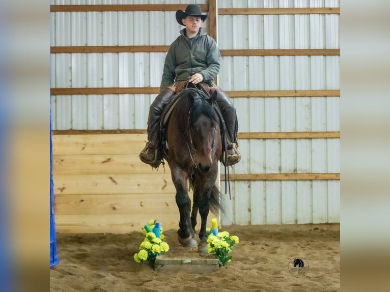 American Quarter Horse Wallach 4 Jahre 155 cm Roan-Bay in Fredericksburg