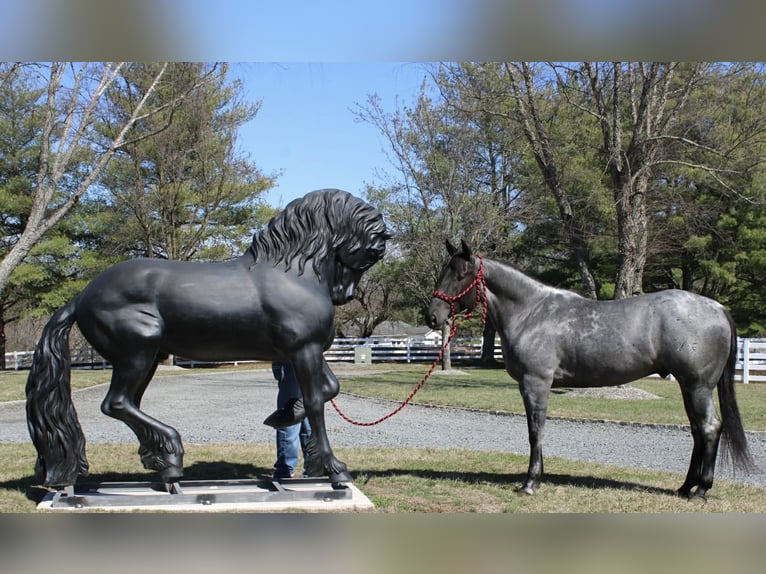American Quarter Horse Wallach 4 Jahre 155 cm Roan-Blue in Allentown