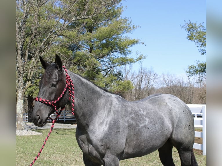 American Quarter Horse Wallach 4 Jahre 155 cm Roan-Blue in Allentown
