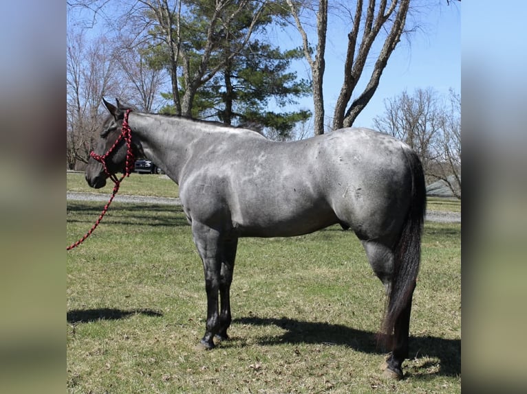 American Quarter Horse Wallach 4 Jahre 155 cm Roan-Blue in Allentown