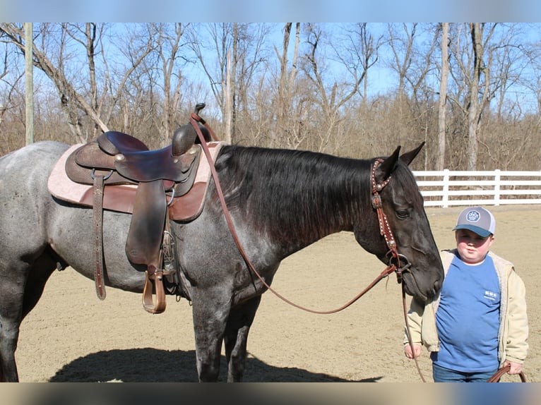 American Quarter Horse Wallach 4 Jahre 155 cm Roan-Blue in Allentown