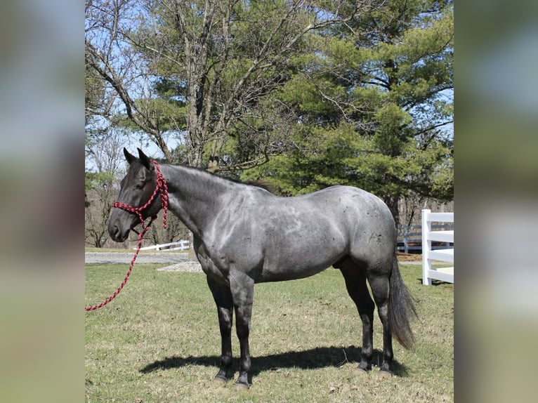 American Quarter Horse Wallach 4 Jahre 155 cm Roan-Blue in Allentown