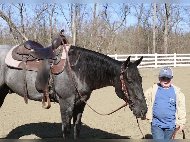 American Quarter Horse Wallach 4 Jahre 155 cm Roan-Blue in Allentown