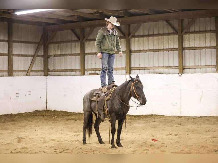 American Quarter Horse Wallach 4 Jahre 155 cm Roan-Blue in Mc Connellsburg