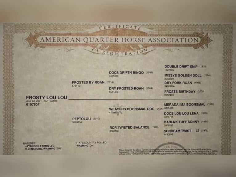 American Quarter Horse Wallach 4 Jahre 155 cm Roan-Blue in Paicines, CA