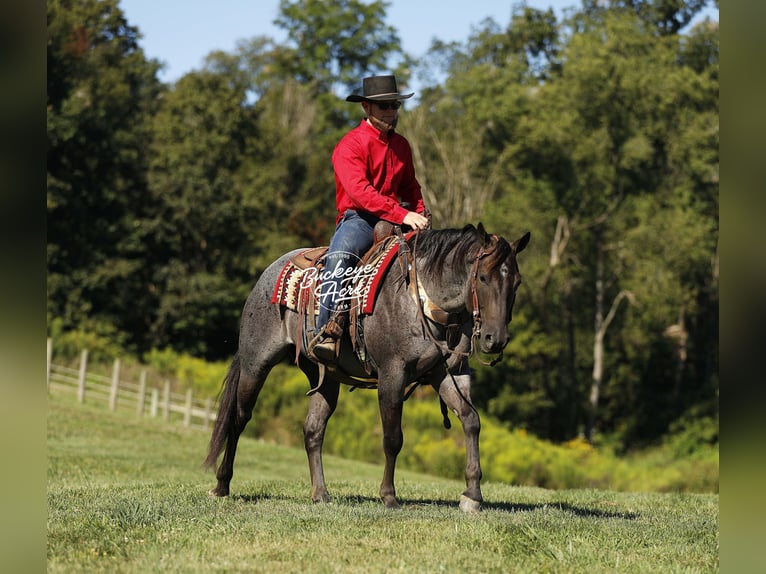 American Quarter Horse Wallach 4 Jahre 155 cm Roan-Blue in Millersburg oh