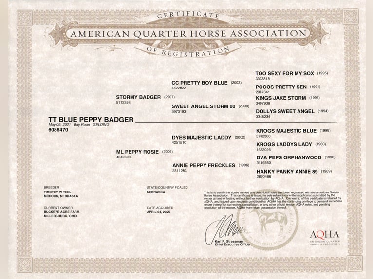 American Quarter Horse Wallach 4 Jahre 155 cm Roan-Blue in Millersburg oh