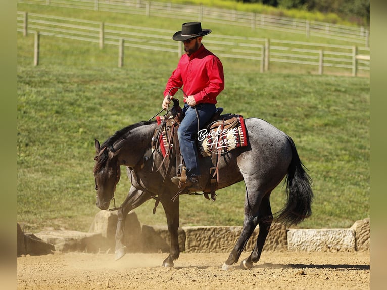 American Quarter Horse Wallach 4 Jahre 155 cm Roan-Blue in Millersburg oh