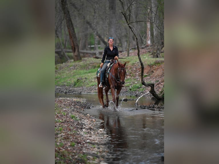 American Quarter Horse Wallach 4 Jahre 155 cm Roan-Red in Hull