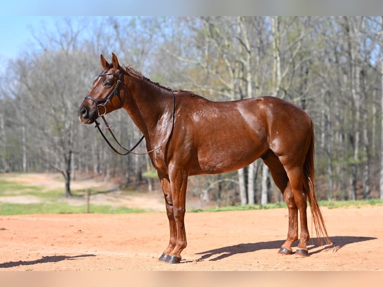 American Quarter Horse Wallach 4 Jahre 155 cm Roan-Red in Hull