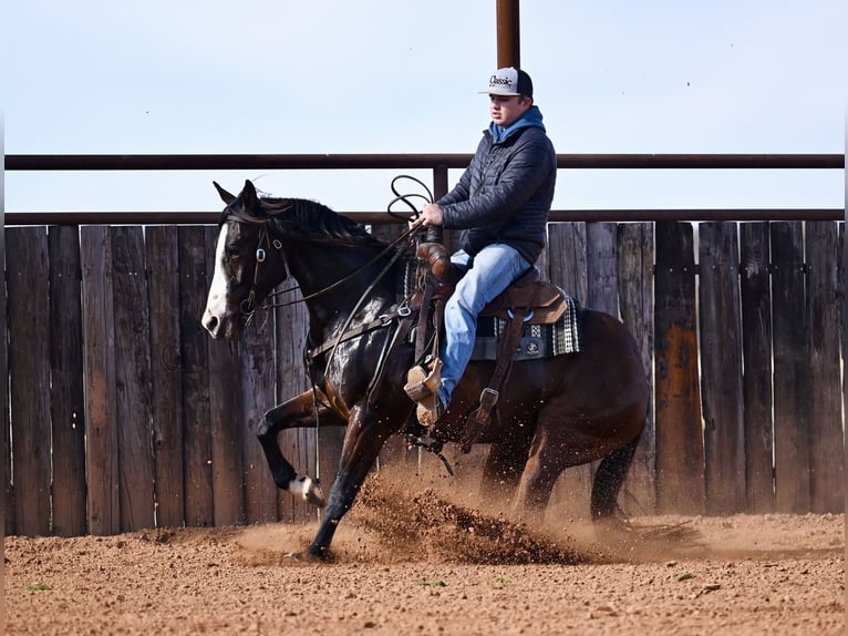 American Quarter Horse Wallach 4 Jahre 155 cm Rotbrauner in Waco