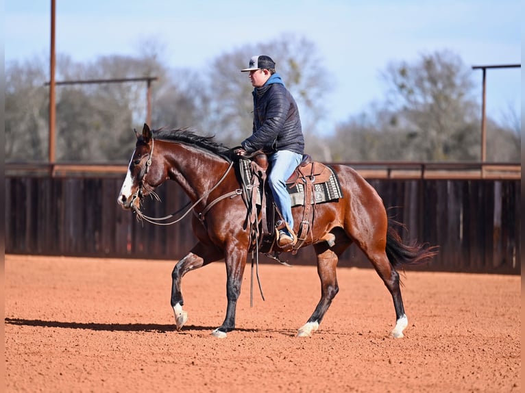 American Quarter Horse Wallach 4 Jahre 155 cm Rotbrauner in Waco