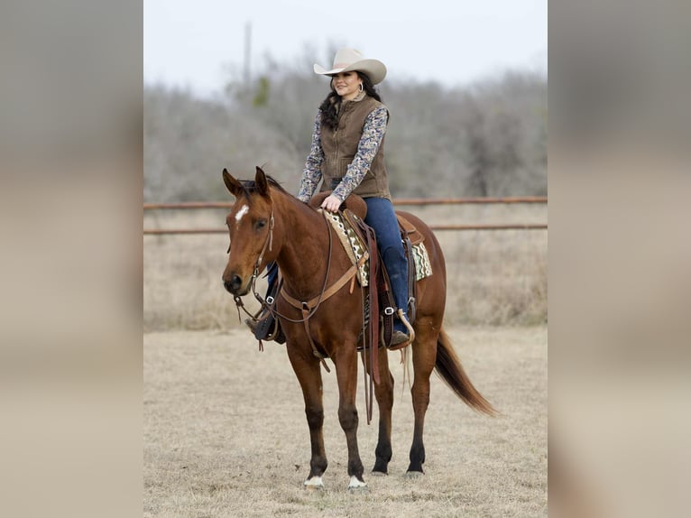 American Quarter Horse Wallach 4 Jahre 155 cm Rotbrauner in Georgetown
