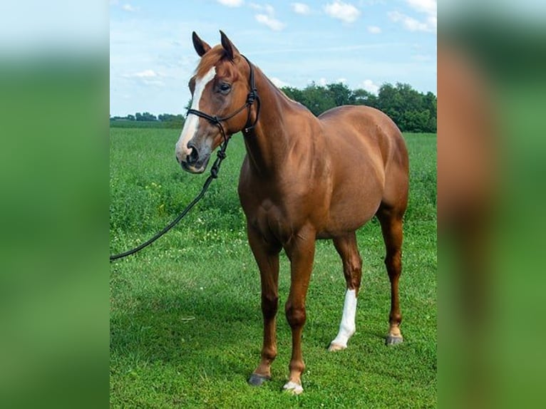 American Quarter Horse Wallach 4 Jahre 155 cm Rotbrauner in Princeville, IL