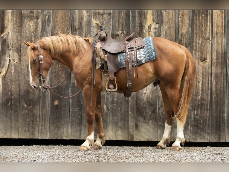 American Quarter Horse Wallach 4 Jahre 155 cm Rotfuchs in Everett PA