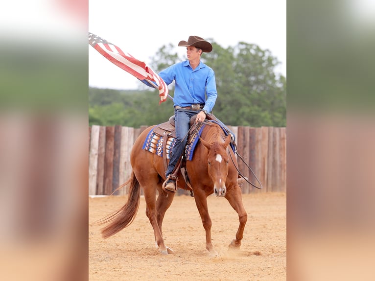 American Quarter Horse Wallach 4 Jahre 155 cm Rotfuchs in Adair, OK