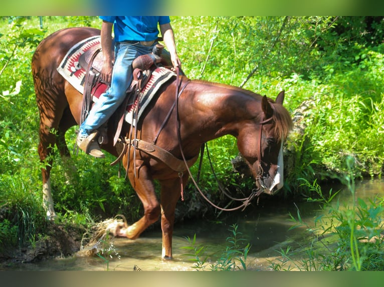 American Quarter Horse Wallach 4 Jahre 155 cm Rotfuchs in Scottsburg, IN