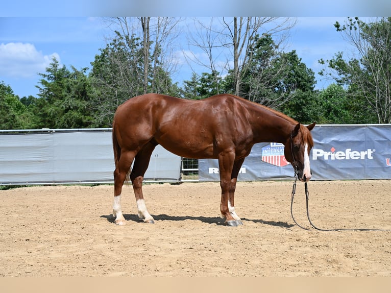 American Quarter Horse Wallach 4 Jahre 155 cm Rotfuchs in Scottsburg, IN