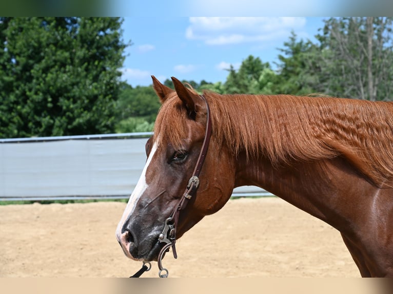 American Quarter Horse Wallach 4 Jahre 155 cm Rotfuchs in Scottsburg, IN