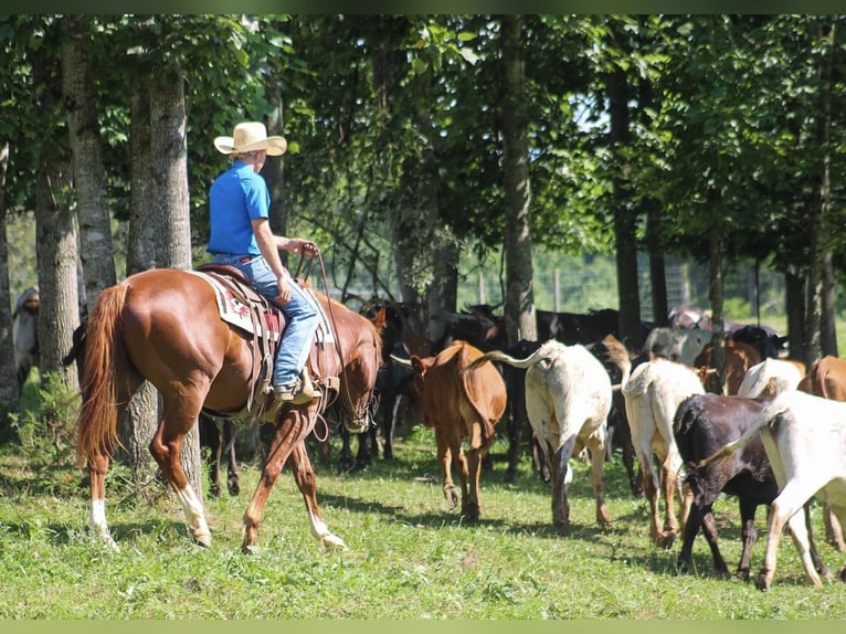 American Quarter Horse Wallach 4 Jahre 155 cm Rotfuchs in Scottsburg, IN
