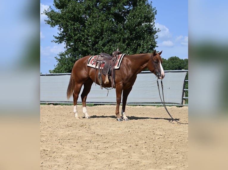 American Quarter Horse Wallach 4 Jahre 155 cm Rotfuchs in Scottsburg, IN