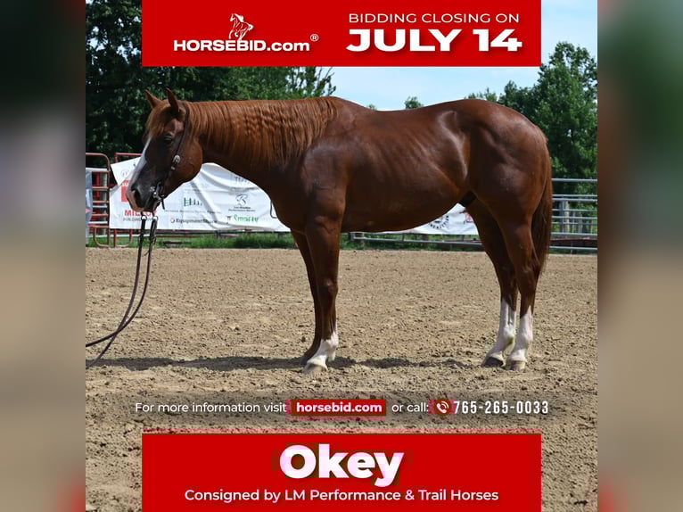 American Quarter Horse Wallach 4 Jahre 155 cm Rotfuchs in Scottsburg, IN