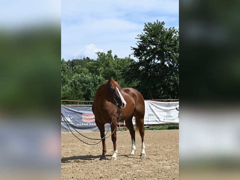 American Quarter Horse Wallach 4 Jahre 155 cm Rotfuchs in Scottsburg, IN