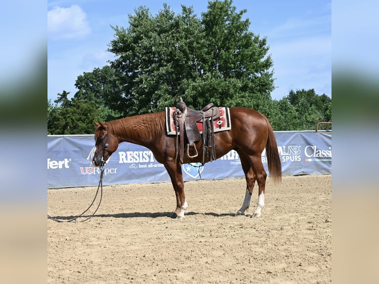 American Quarter Horse Wallach 4 Jahre 155 cm Rotfuchs in Scottsburg, IN