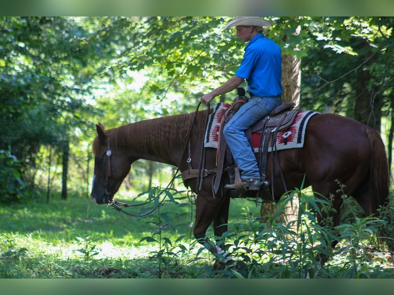 American Quarter Horse Wallach 4 Jahre 155 cm Rotfuchs in Scottsburg, IN