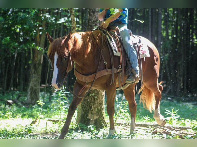 American Quarter Horse Wallach 4 Jahre 155 cm Rotfuchs in Scottsburg, IN