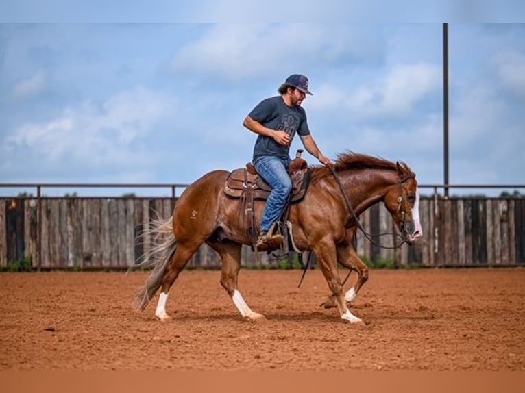American Quarter Horse Wallach 4 Jahre 155 cm Rotfuchs in Waco