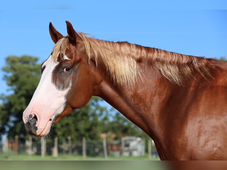 American Quarter Horse Wallach 4 Jahre 155 cm Rotfuchs in Weatherford