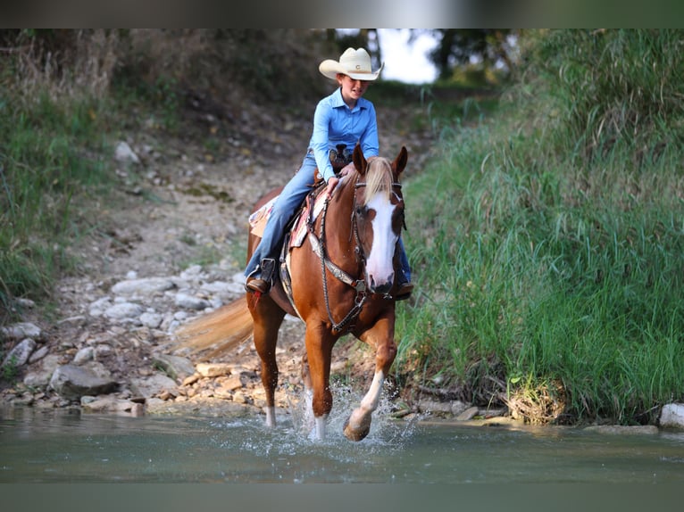 American Quarter Horse Wallach 4 Jahre 155 cm Rotfuchs in Weatherford