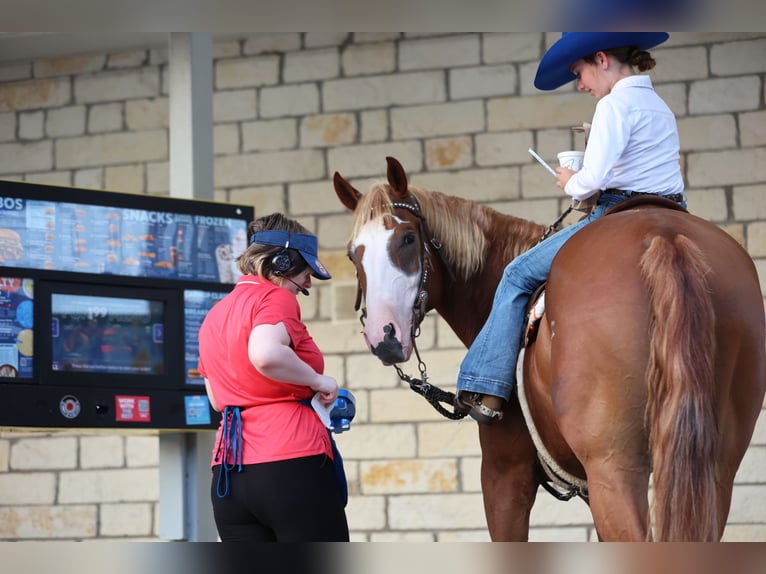 American Quarter Horse Wallach 4 Jahre 155 cm Rotfuchs in Weatherford