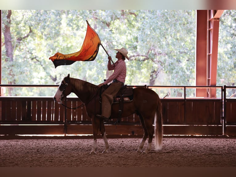 American Quarter Horse Wallach 4 Jahre 155 cm Rotfuchs in Weatherford