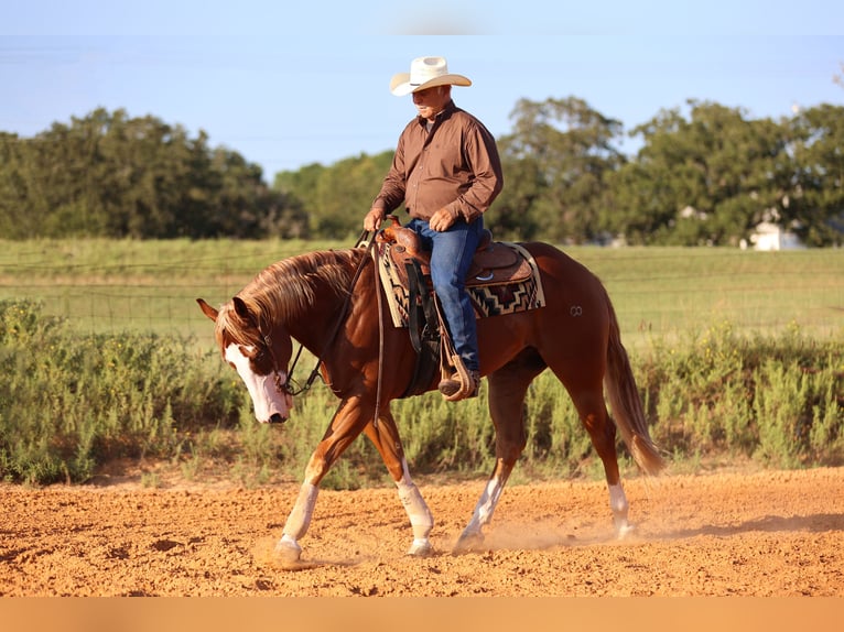 American Quarter Horse Wallach 4 Jahre 155 cm Rotfuchs in Weatherford