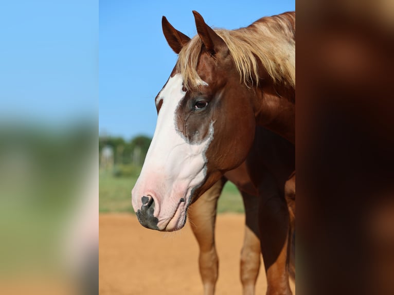 American Quarter Horse Wallach 4 Jahre 155 cm Rotfuchs in Weatherford